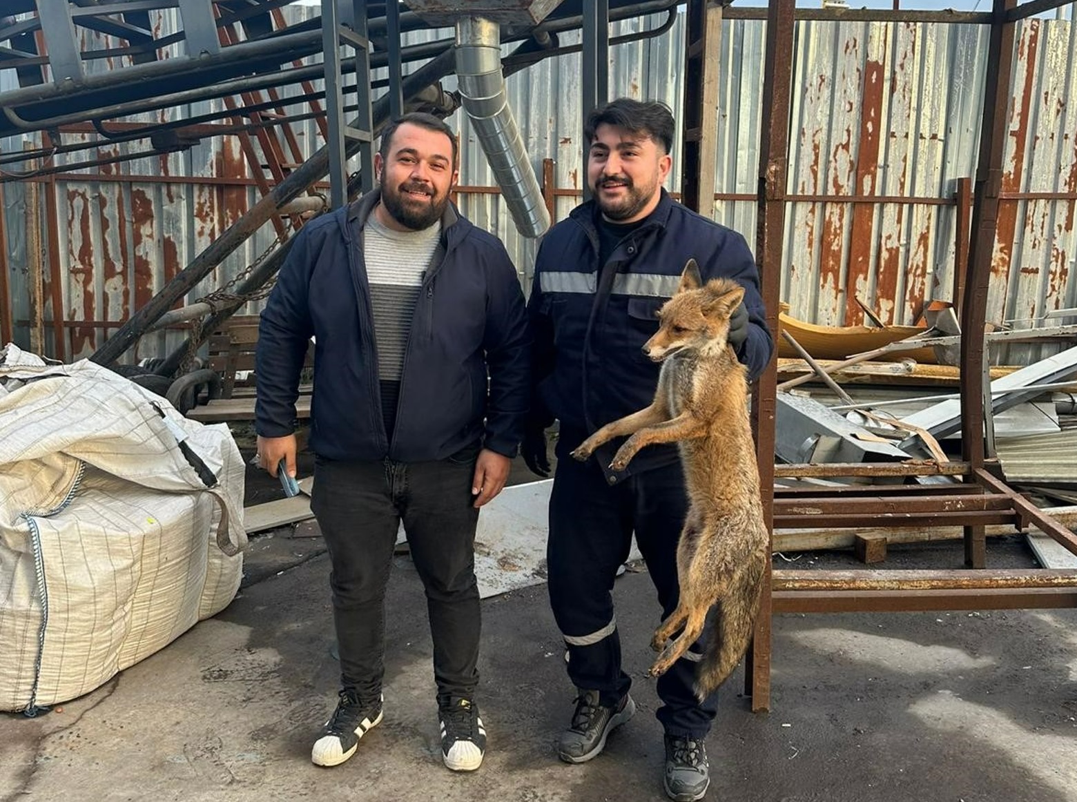 Tilkiyi köpeklerden ekipler kurtardı