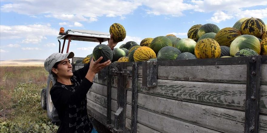 Kavun tarlasından Avrupa Şampiyonası'na