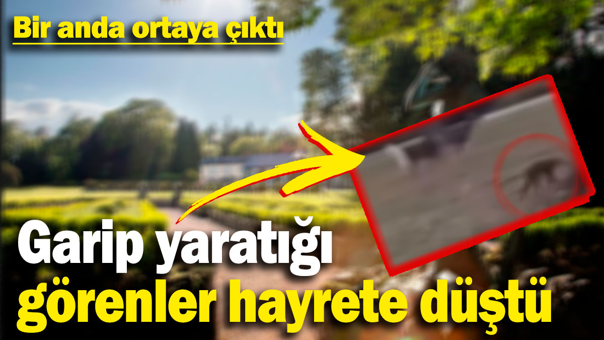 Bir anda ortaya çıktı: Garip yaratığı görenler hayrete düştü