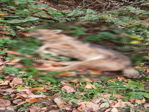 Ormanda ölü bulunan hayvanların çakal olduğu ortaya çıktı