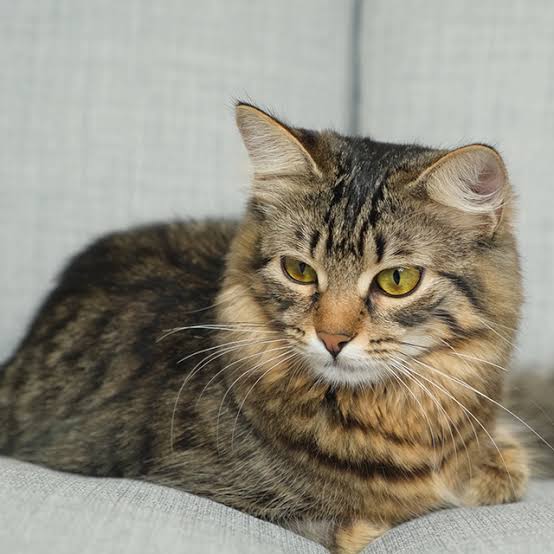 İşçinin dönerini kedi çaldı