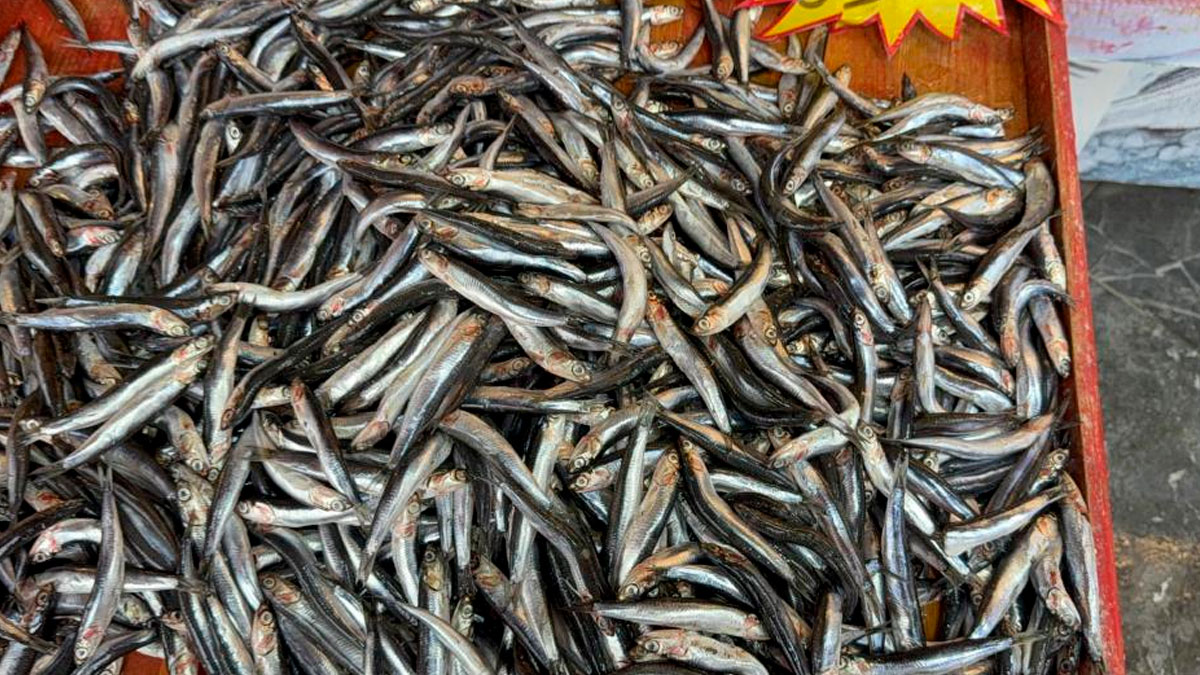 Lodos haberi balık fiyatlarını uçurdu!