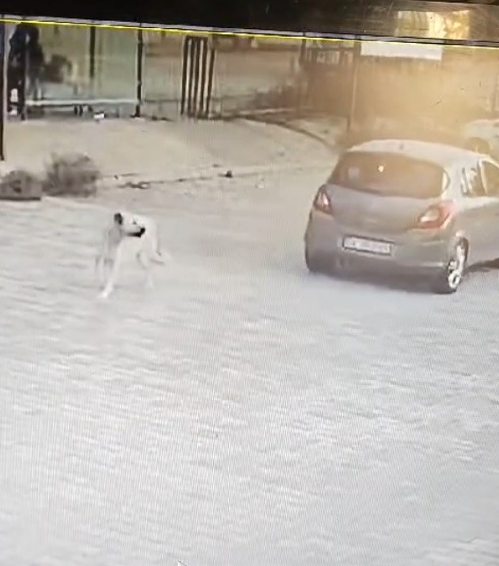 Muğla'da arabası ile köpeği çiğneyen sürücü serbest kaldı