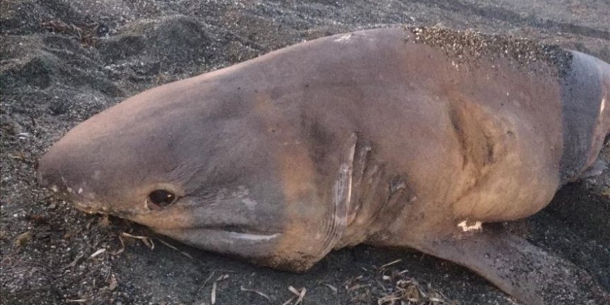 İzmir'de sahile köpek balığı vurdu
