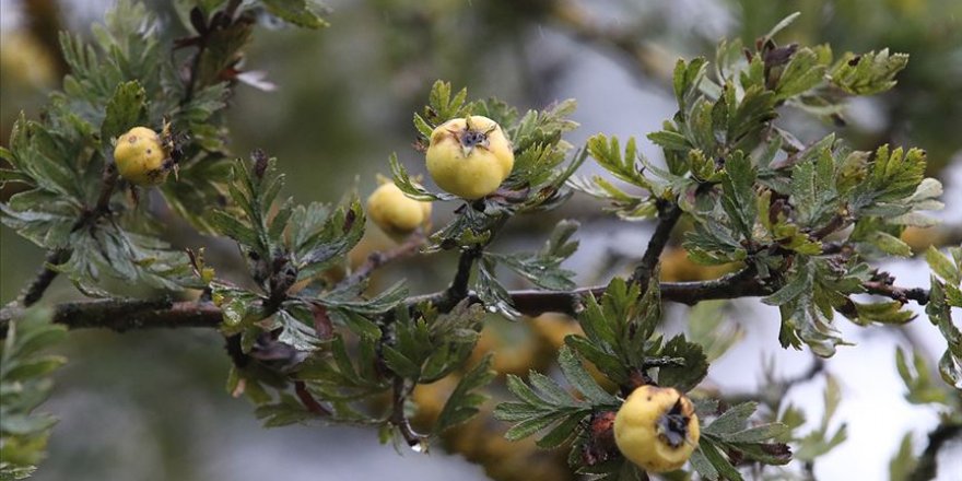 Doğal ilaç dağ meyvesi: Alıç