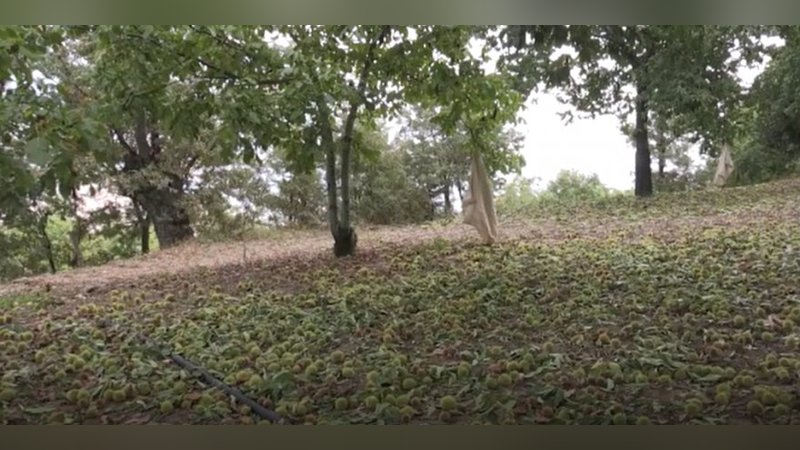 Yaylalarda 'kestane' mesaisi