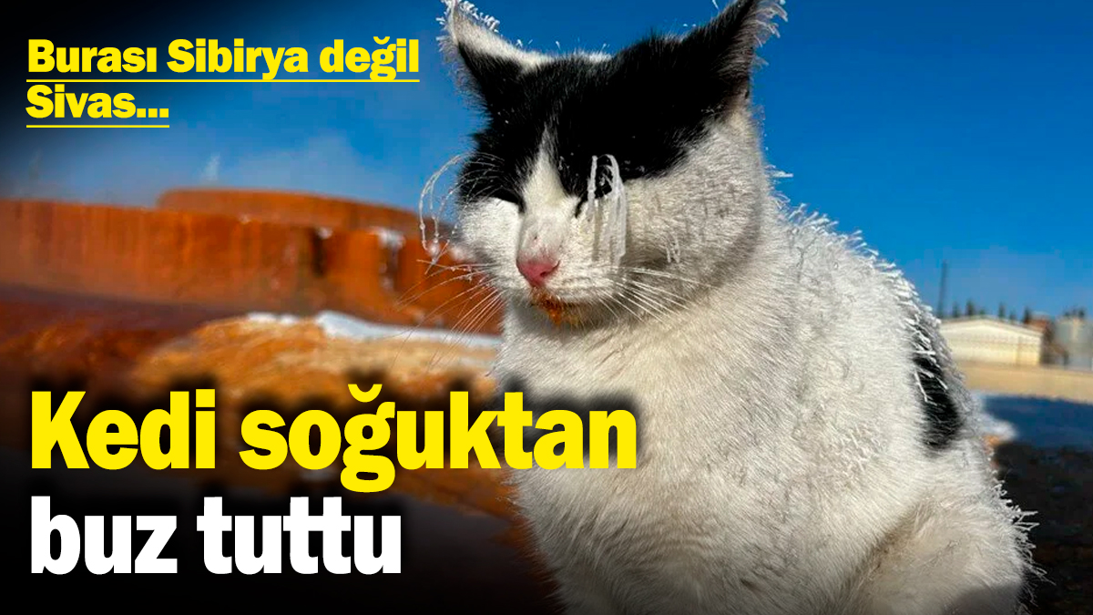 Burası Sibirya değil Sivas! Kedi soğuktan buz tuttu