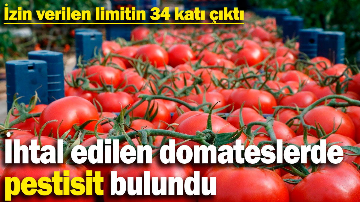 İhtal edilen domateslerde pestisit bulundu! İzin verilen limitin 34 katı çıktı