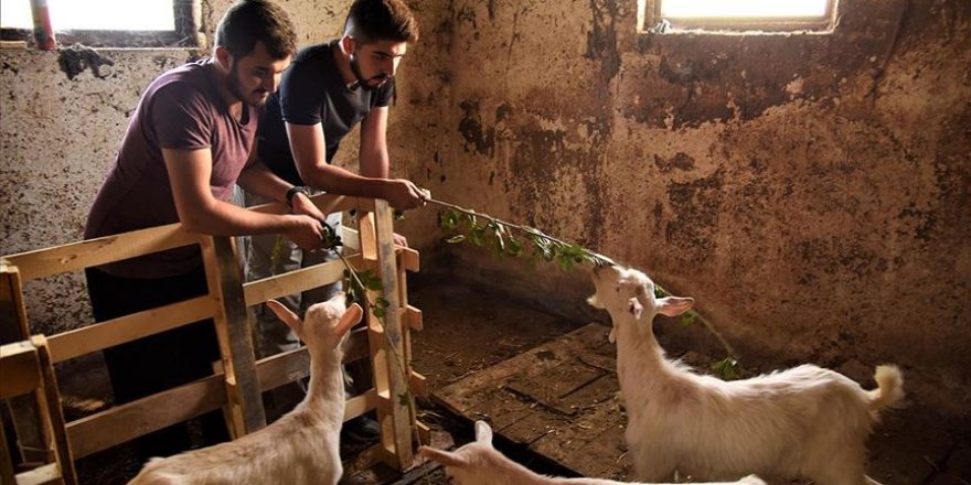 İki üniversiteli genç harçlıklarını biriktirip hayvancılığa başladı