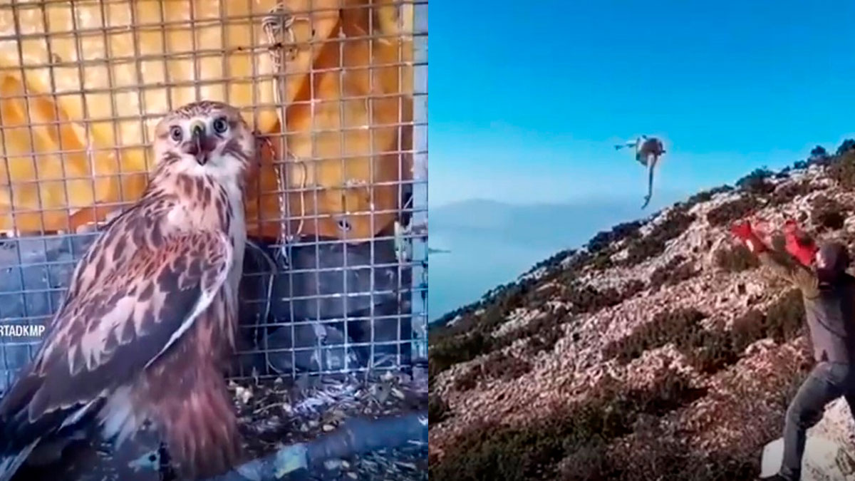 Yaralı bulunan kızıl şahin tedavi edilip doğaya salındı