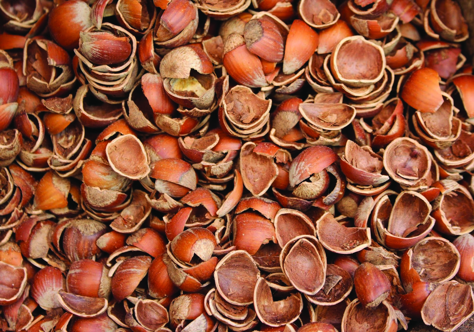 Fındık kabuğunun fiyatı düştü