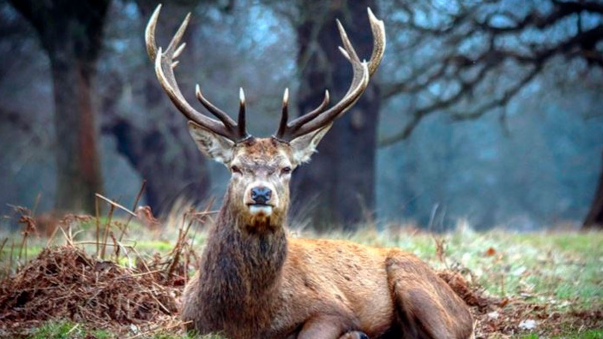 Avlanması yasak olan geyik boynuzunu satmaya çalışırken yakalandı!