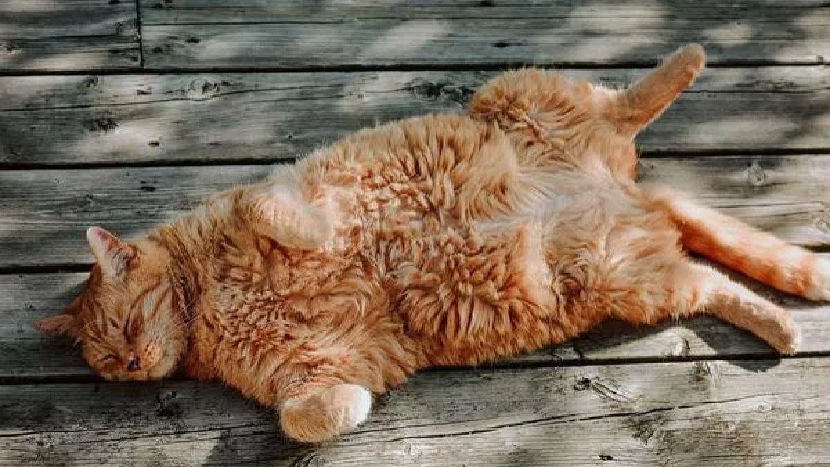 Sarman Kedilerin Genetik Sırrı Çözüldü