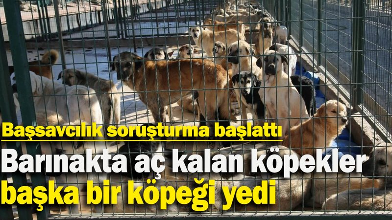 Barınakta aç kalan köpekler başka bir köpeği yedi: Başsavcılık soruşturma başlattı