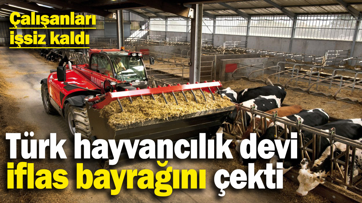 Türk hayvancılık sektörünün önemli ismi iflas etti! Çalışanları işsiz kaldı