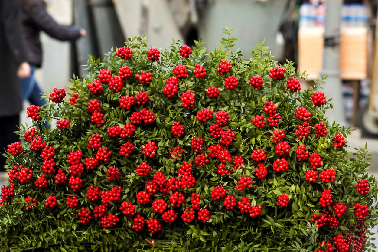 Kokina çiçeği: Yılbaşının vazgeçilmez simgesi ve anlamı