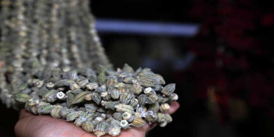 Çiçek bamyanın kilogramı altınla yarışıyor