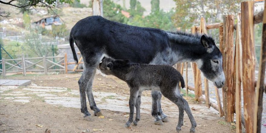 'Sıpa'nın ismini sosyal medya takipçileri belirledi