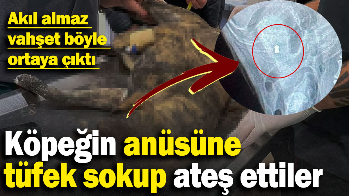 Köpeğin anüsüne tüfek sokup ateş ettiler: Akıl almaz vahşet böyle ortaya çıktı