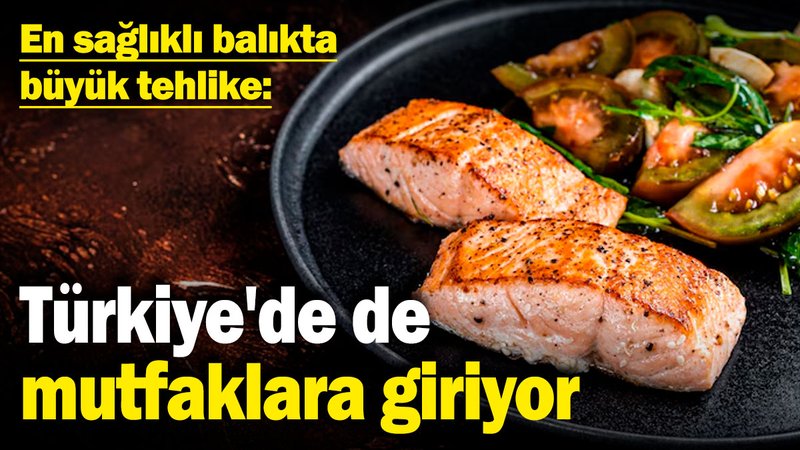 En sağlıklı balıkta büyük tehlike! Türkiye'de de mutfaklara giriyor