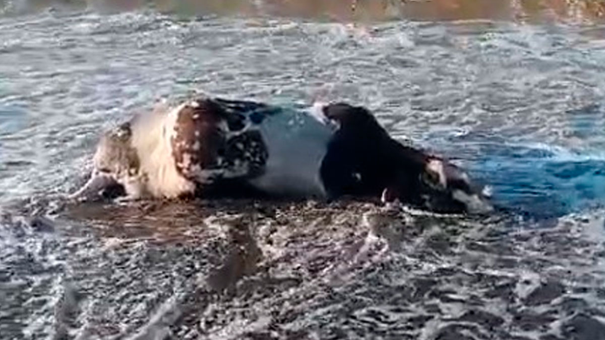 Kastamonu'da dev dalgalar sonrası sahile inek cesedi vurdu