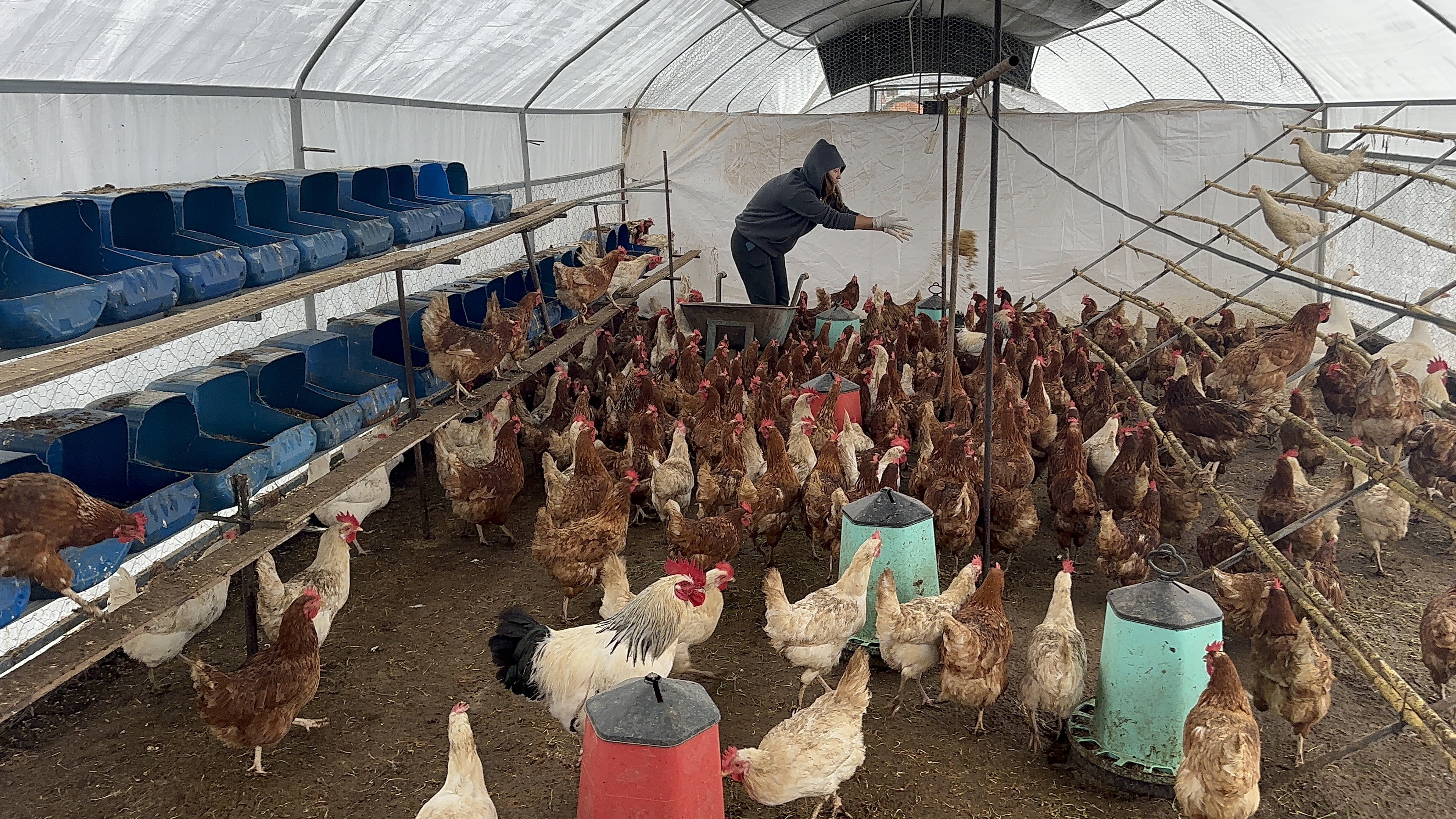 Bodrum’da sahipsiz köpekler dehşet saçtı