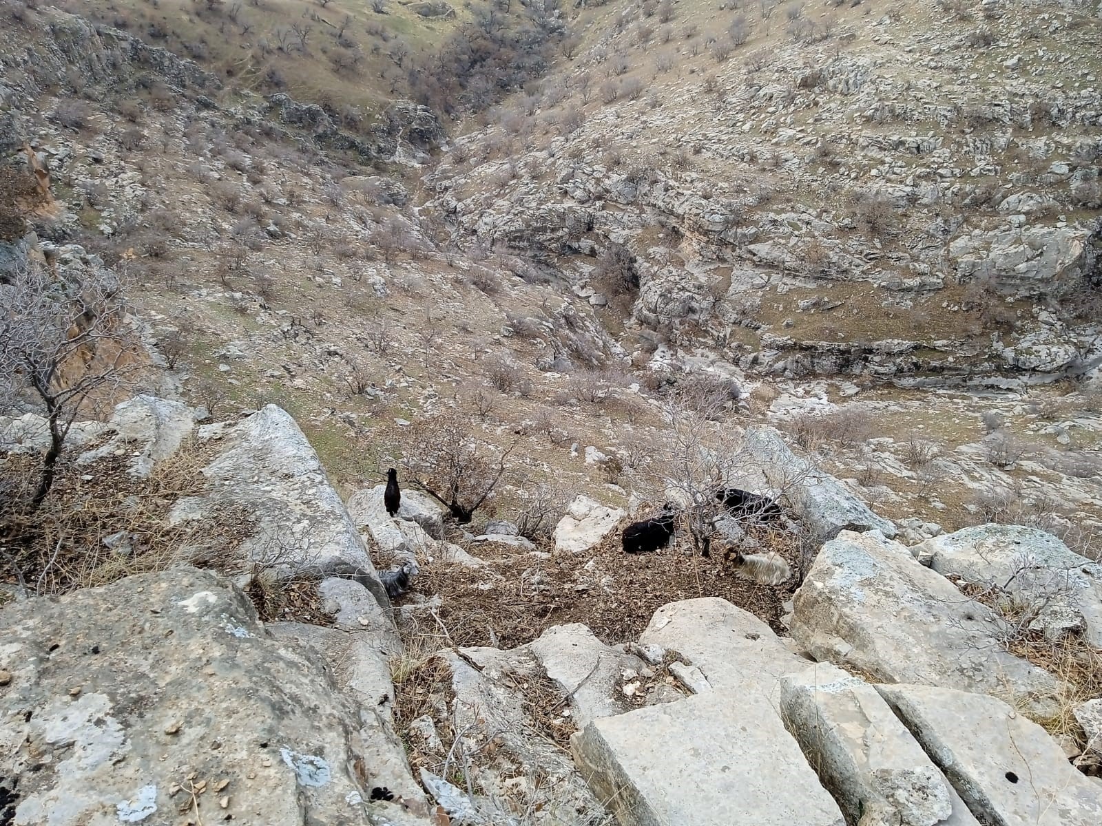 TikTok izlemeye daldı keçiler kayalıklarda mahsur kaldı