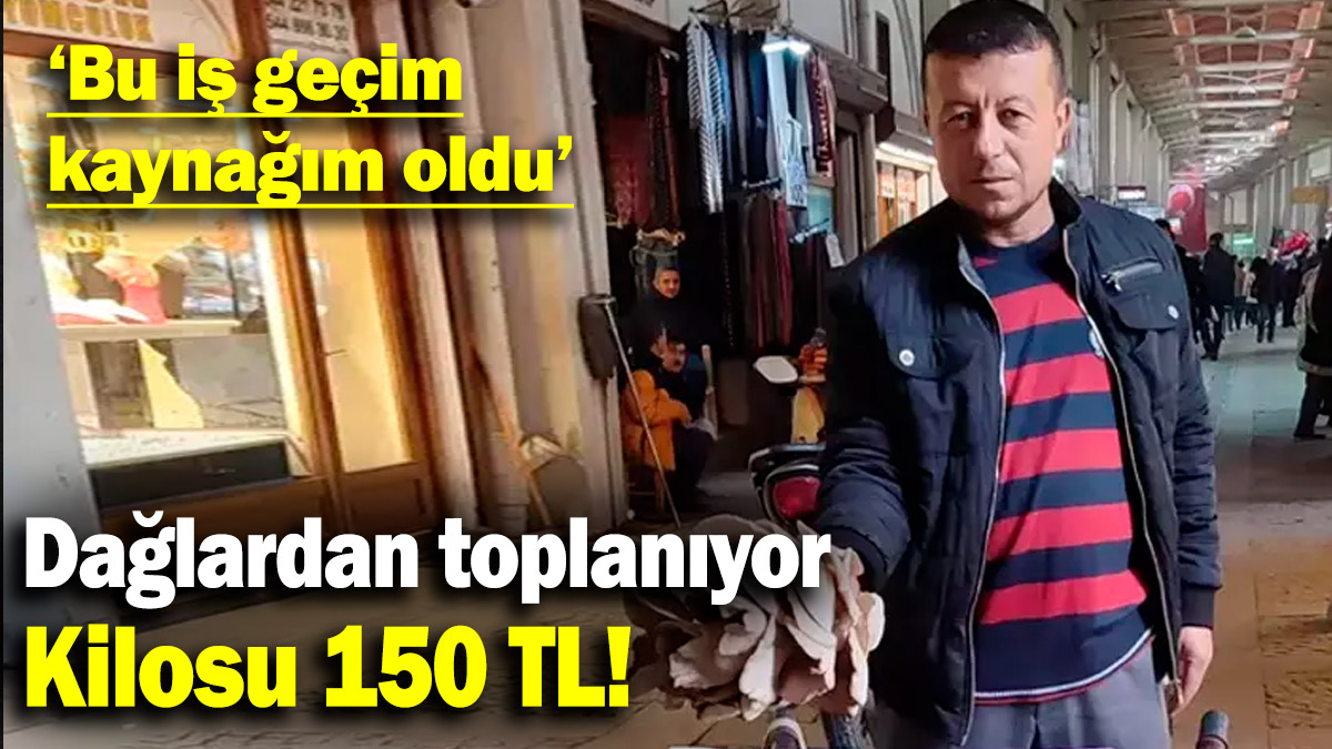 Dağlardan toplanıyor, gün geçtikçe daha da ilgi görüyor! "Bu iş geçim kaynağım oldu"