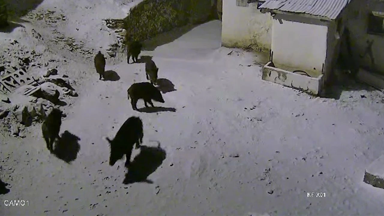 Elazığ’da korku dolu anlar! Yaban domuzları köye indi