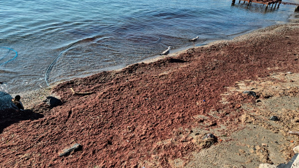 Marmara Denizi'nde alarm! Kızıl yosun akıntısı devam ediyor