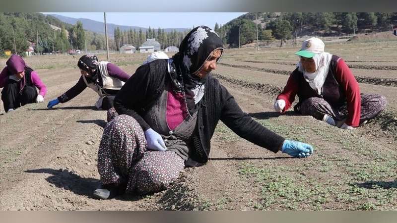 Kadınlar bebek hassasiyetiyle fidan yetiştiriyor
