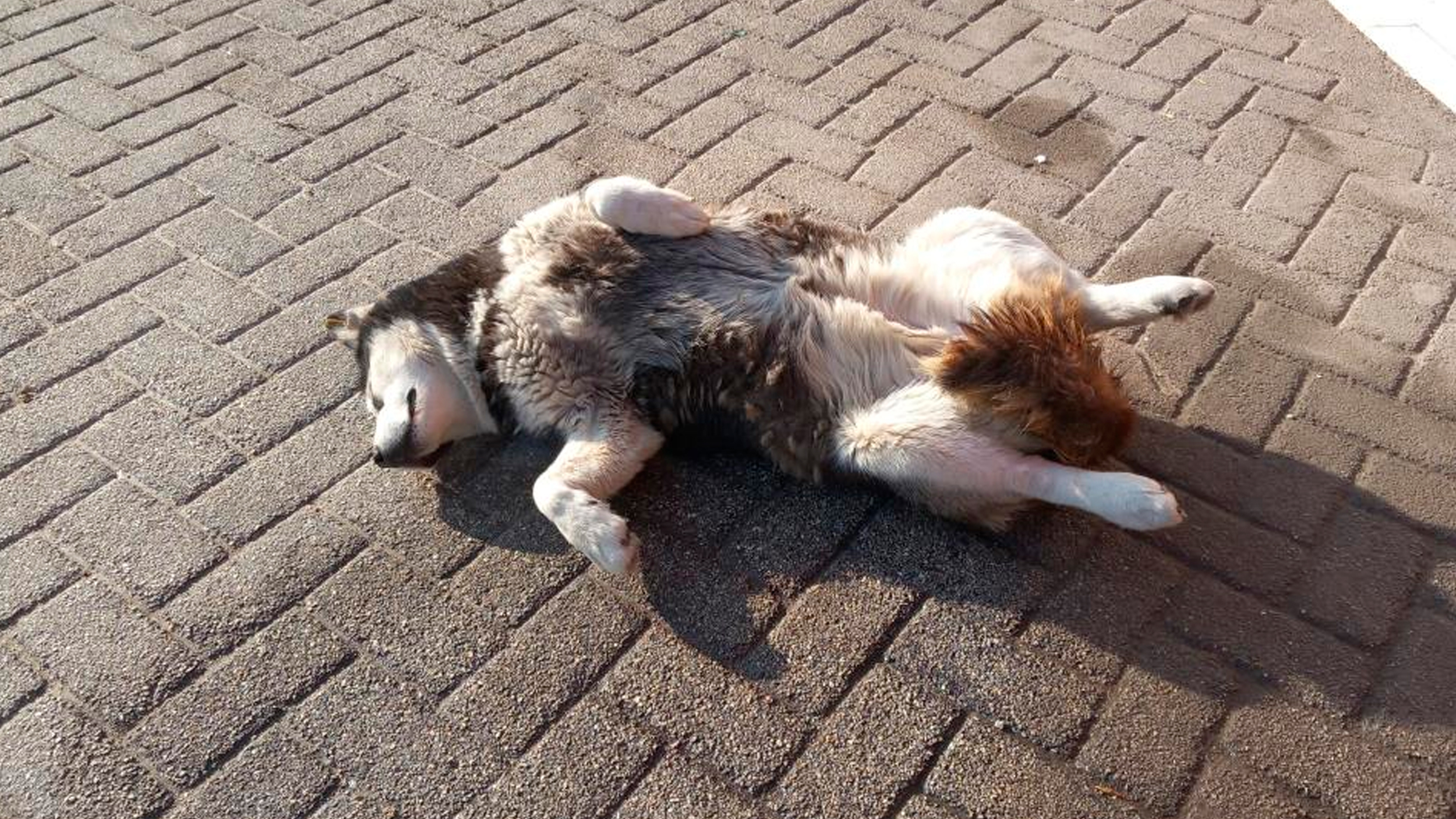 Eskişehir'de köpeğin güneş sefası görenlerin içini ısıttı!