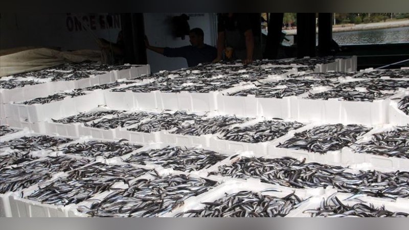 Karadeniz’de hamsi bolluğu