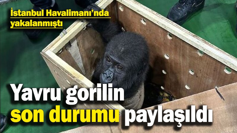 Bakanlık, havalimanında yakalanan gorilin son durumunu paylaştı
