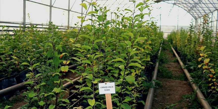 Van'ın elma ve armut türleri koruma altında