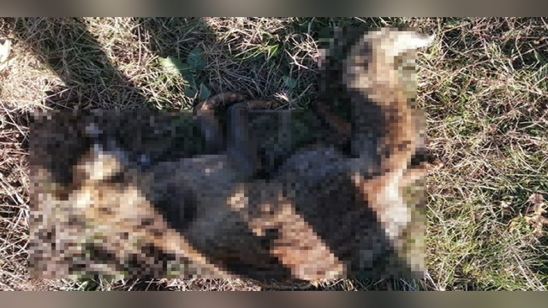 'Çan'da hayvanlar zehirlendi' iddiası