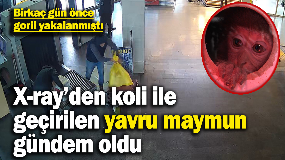 Birkaç gün önce goril yakalanmıştı: Bu kez koli içinde yavru maymun ele geçirildi! O anlar kameraya böyle yansıdı