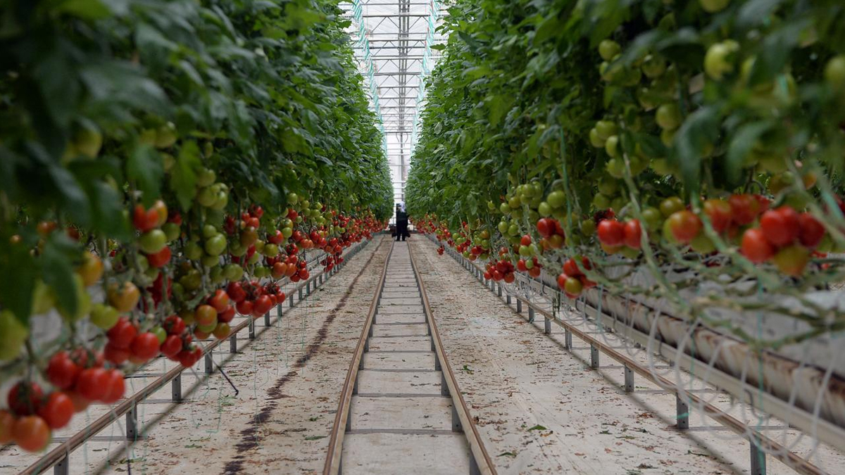 Seralardan kötü haber! Soğuk vurdu; ürün azaldı, fiyatlar arttı