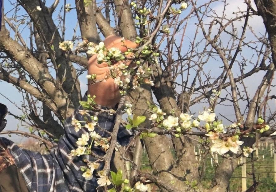 Sarıgöl'de erik ağacı çiçek açtı