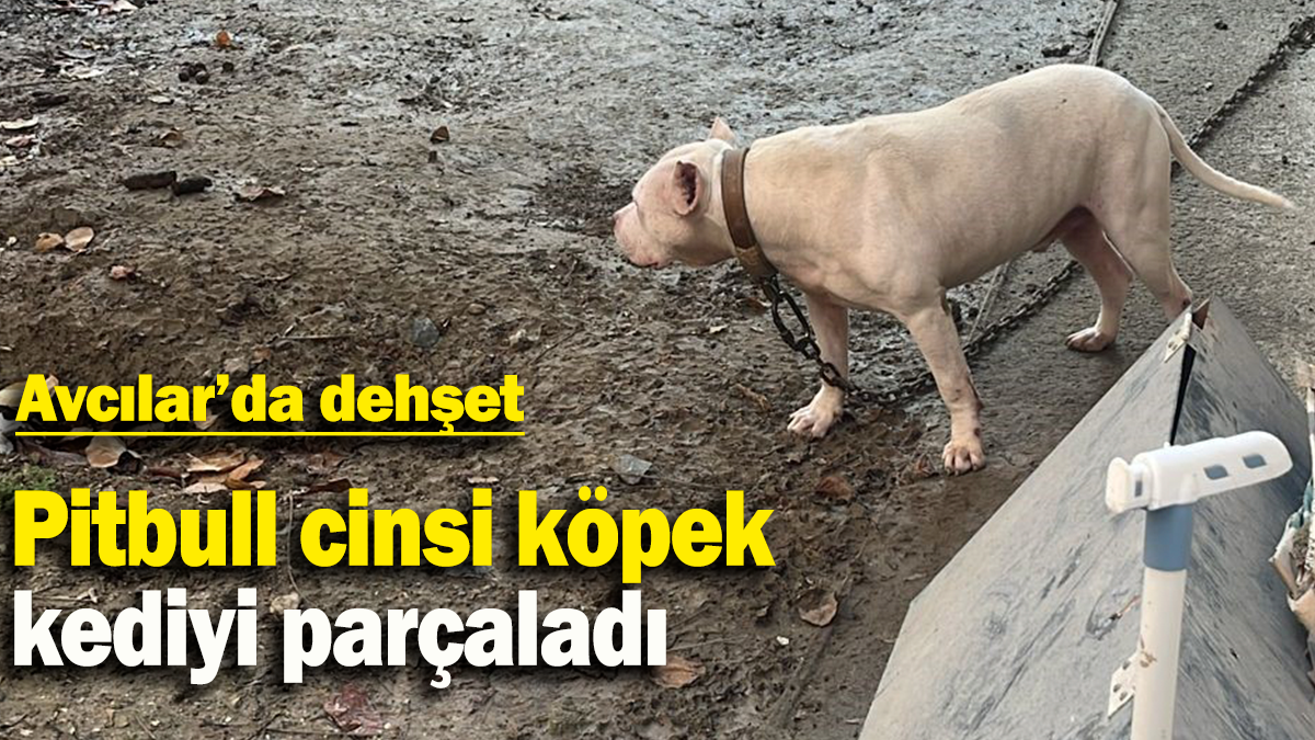 Pitbull cinsi köpek kediyi parçaladı: Avcılar'da dehşet!