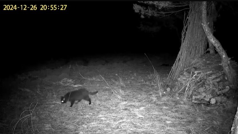 Denizli'de fotoğrafçıdan yaban hayata destek