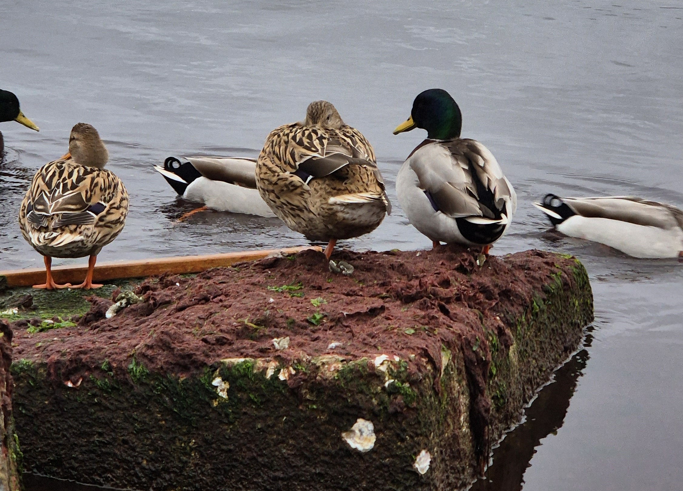 Tekirdağ kıyılarında kızıl yosun istilası