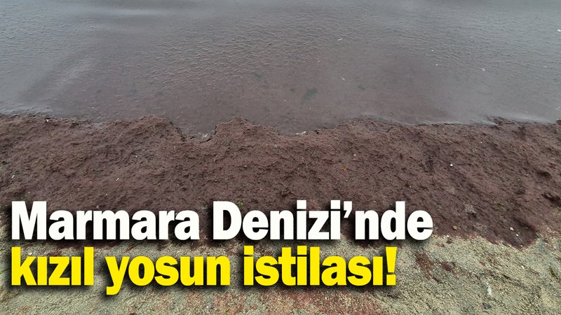 Marmara Denizi’nde kızıl yosun istilası