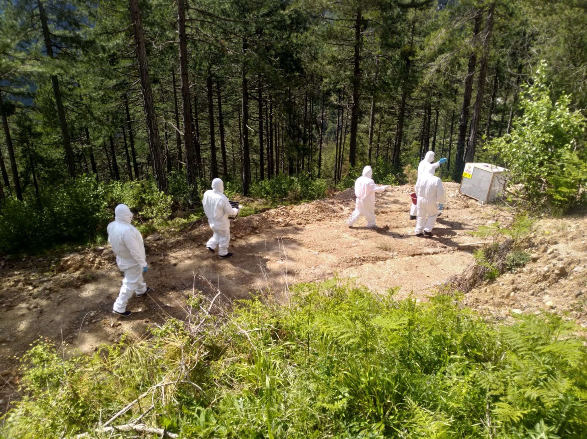 Adana'da 26 bin faydalı böcek üretildi