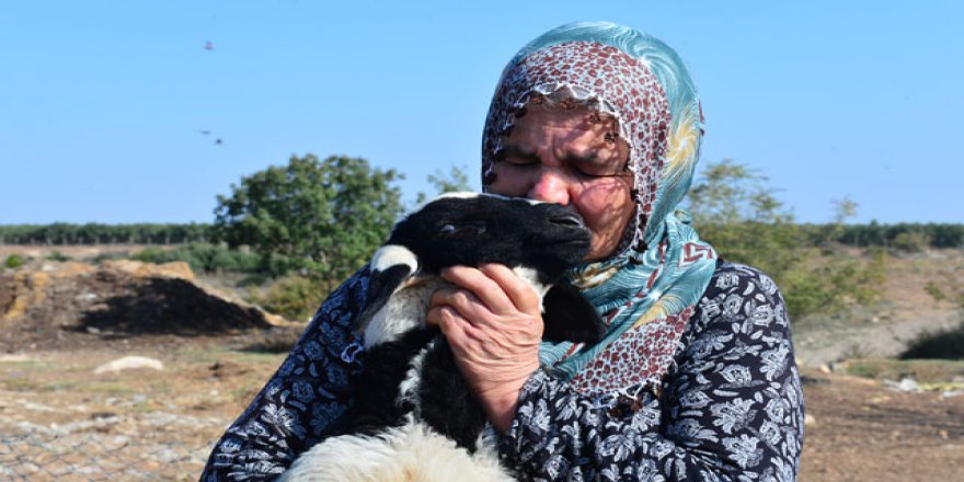 40 koyunu çalınan kadın gözyaşlarına boğuldu
