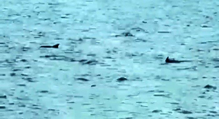 Tekirdağ'da yunuslardan görsel şov! Denizde dans ettiler