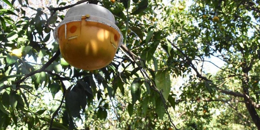 Bodrum mandalinasına esanslı koruma