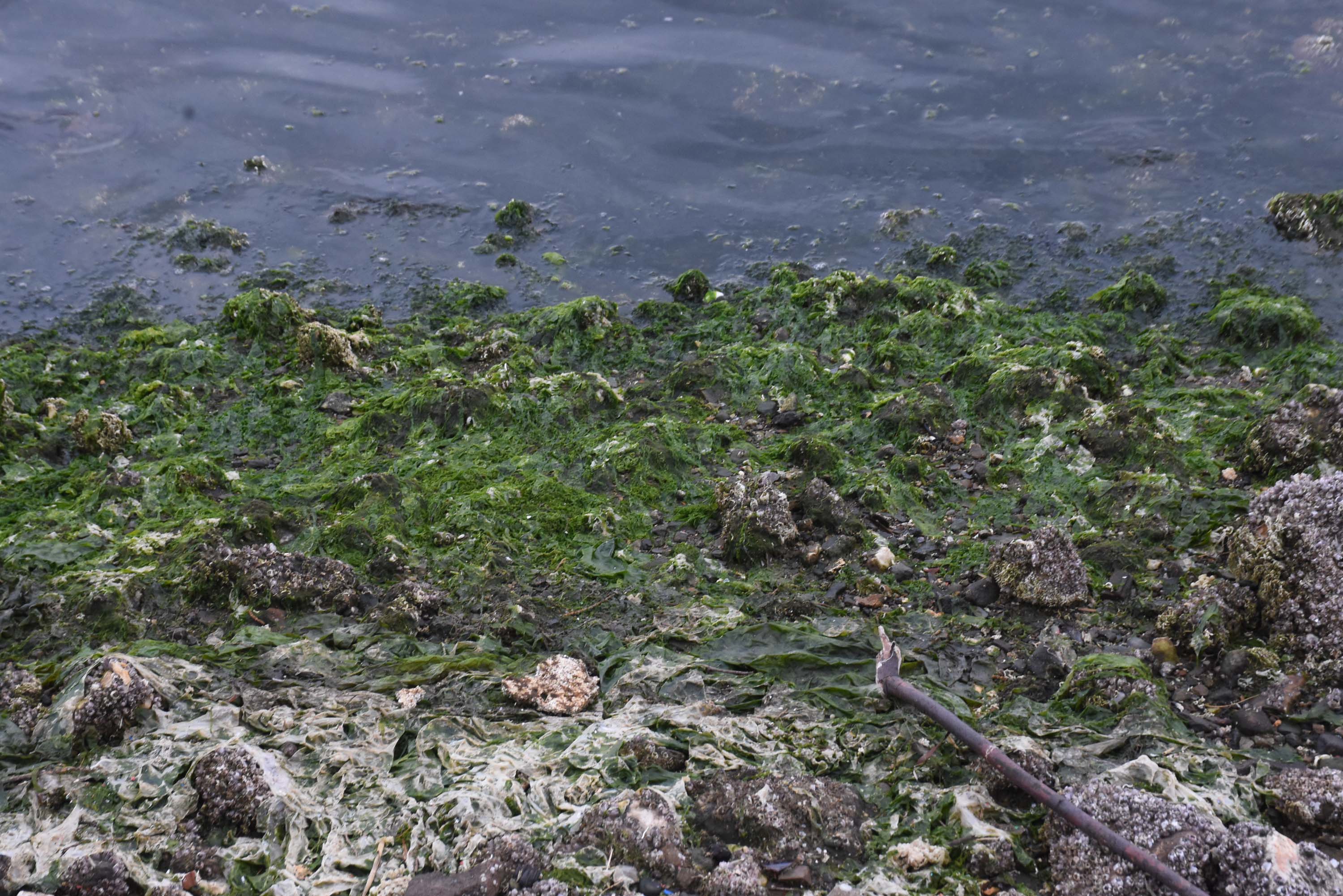 Körfez kirliliğine bağlı olarak deniz marulları ortaya çıktı