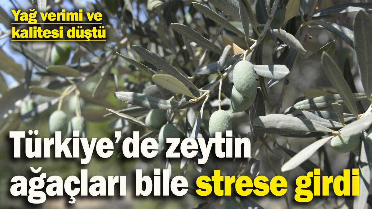 Türkiye'de zeytin ağaçları bile strese girdi! Yağ verimi ve kalitesi düştü