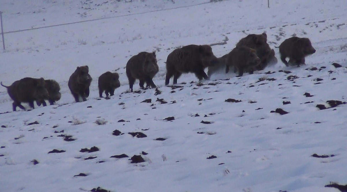 Kars’ta domuzlar, gazetecilerin önüne çıktı! O anlar kamerada